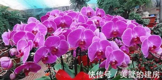 盆栽|蝴蝶兰怎么养,盆栽蝴蝶兰的养殖方法与注意事项你看了吗