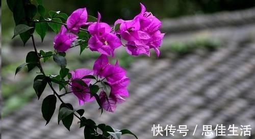 这10种花超级怕冷,再不搬进屋,小心只剩下盆了