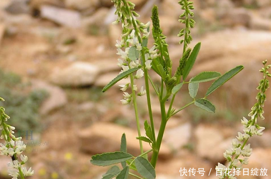 常见植物科普认识 白花草木樨 快资讯