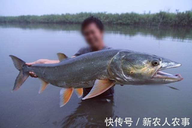 长达1.7米！湖北一男子河里野钓，收获巨型鳡鱼，网友：不能放生