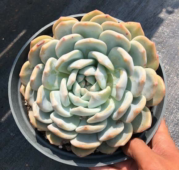 网购多肉不发根,半死不活,重新修理根系,拿到水里泡一泡