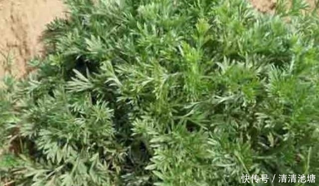 野草|农村一种不起眼的野草，以前总是被忽视，殊不知是很好的药材