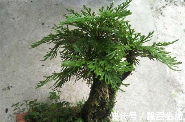 盆景|山崖上一种草，被称“还魂草”，人人见了挖一株，说是很值钱！