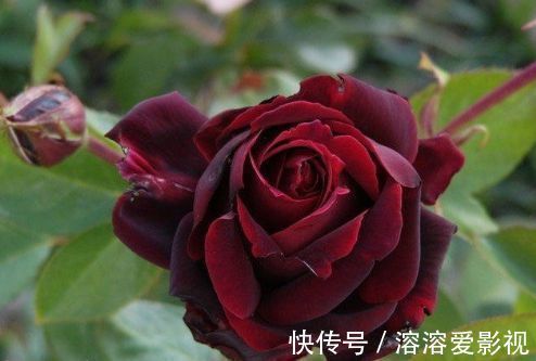 喜欢养玫瑰,不如养“高档玫瑰”黑魔术玫瑰,色彩深红,花型大气