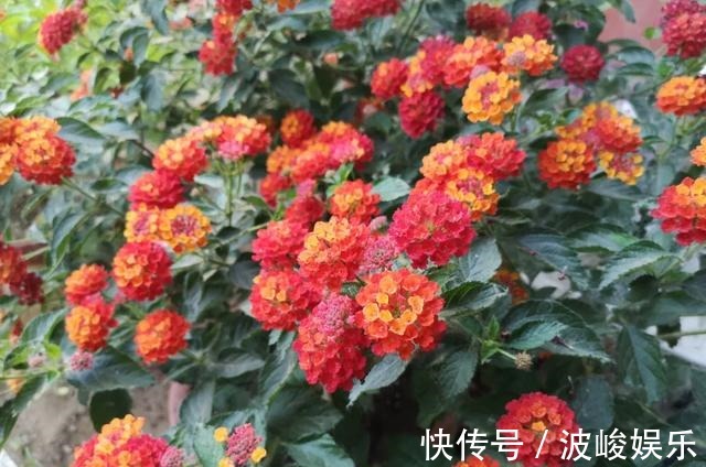 夏天|想要家里四季花开,这20种花,连续能开300天,完全不歇气