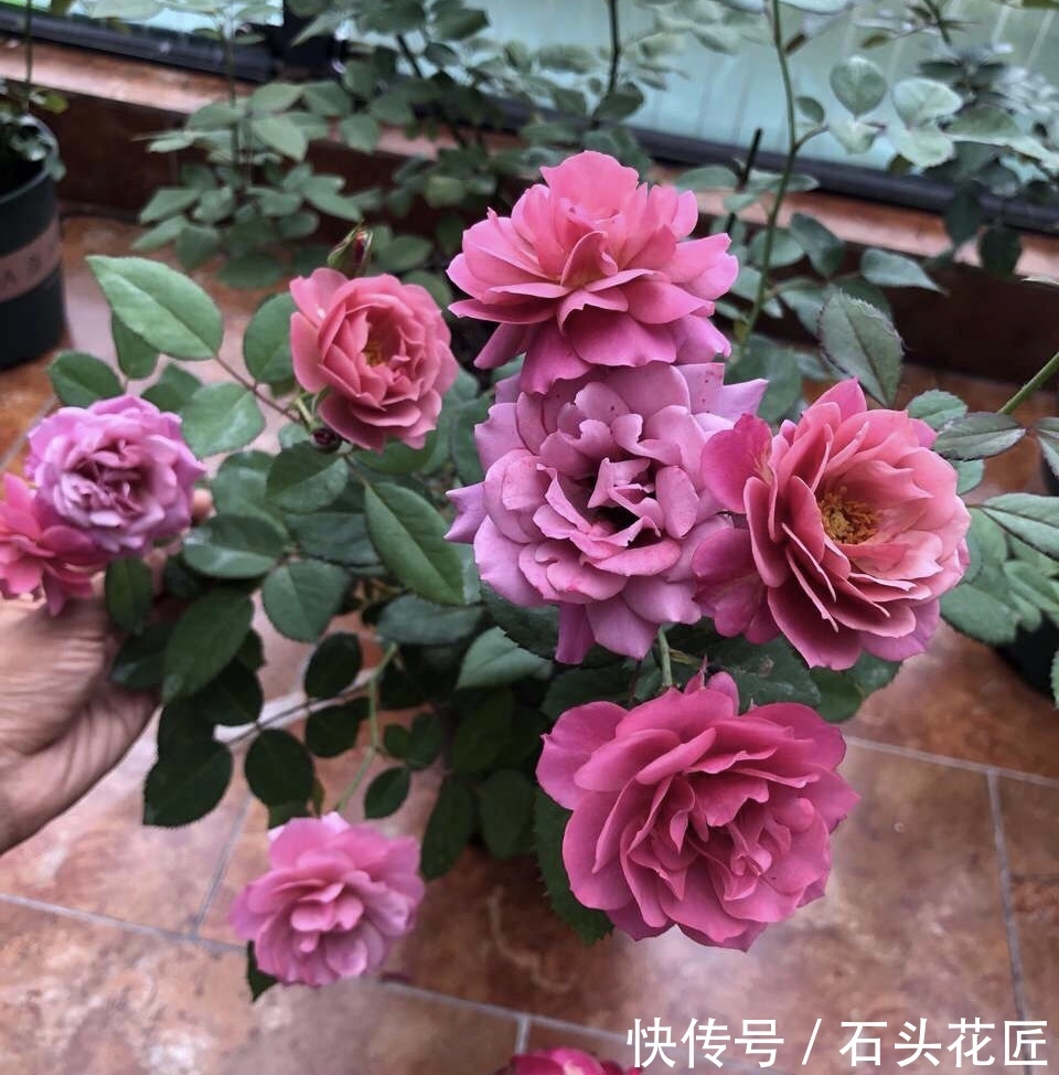 关键点|冬天买“便宜”裸根月季,经济又划算,栽种掌握“3个关键点”