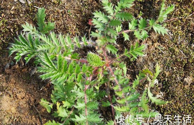 入药|农村常见的野生植物，农村娃视其为零食，殊不知可以入药