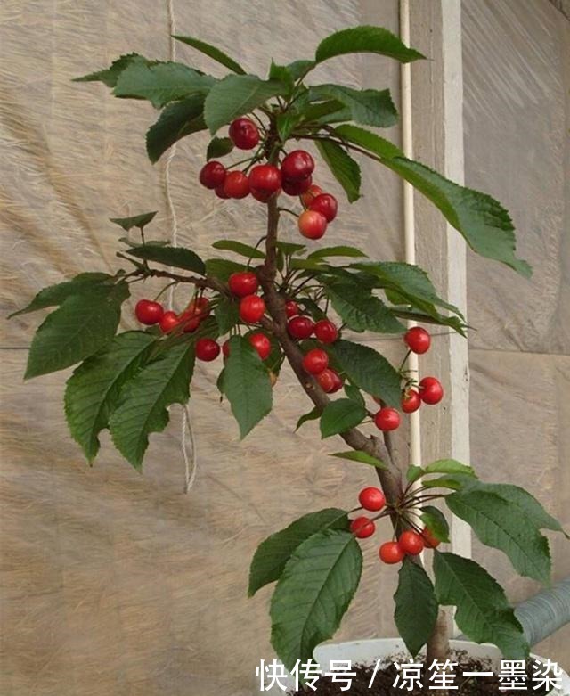 春季种盆栽果树,用4个小技巧,果子结的多又大,有阳台就能种!