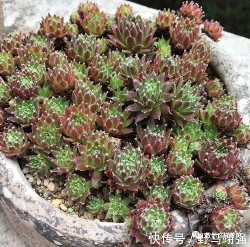 金钱树|太省心的花，1个月浇一次就行，叶子长的还超旺盛！