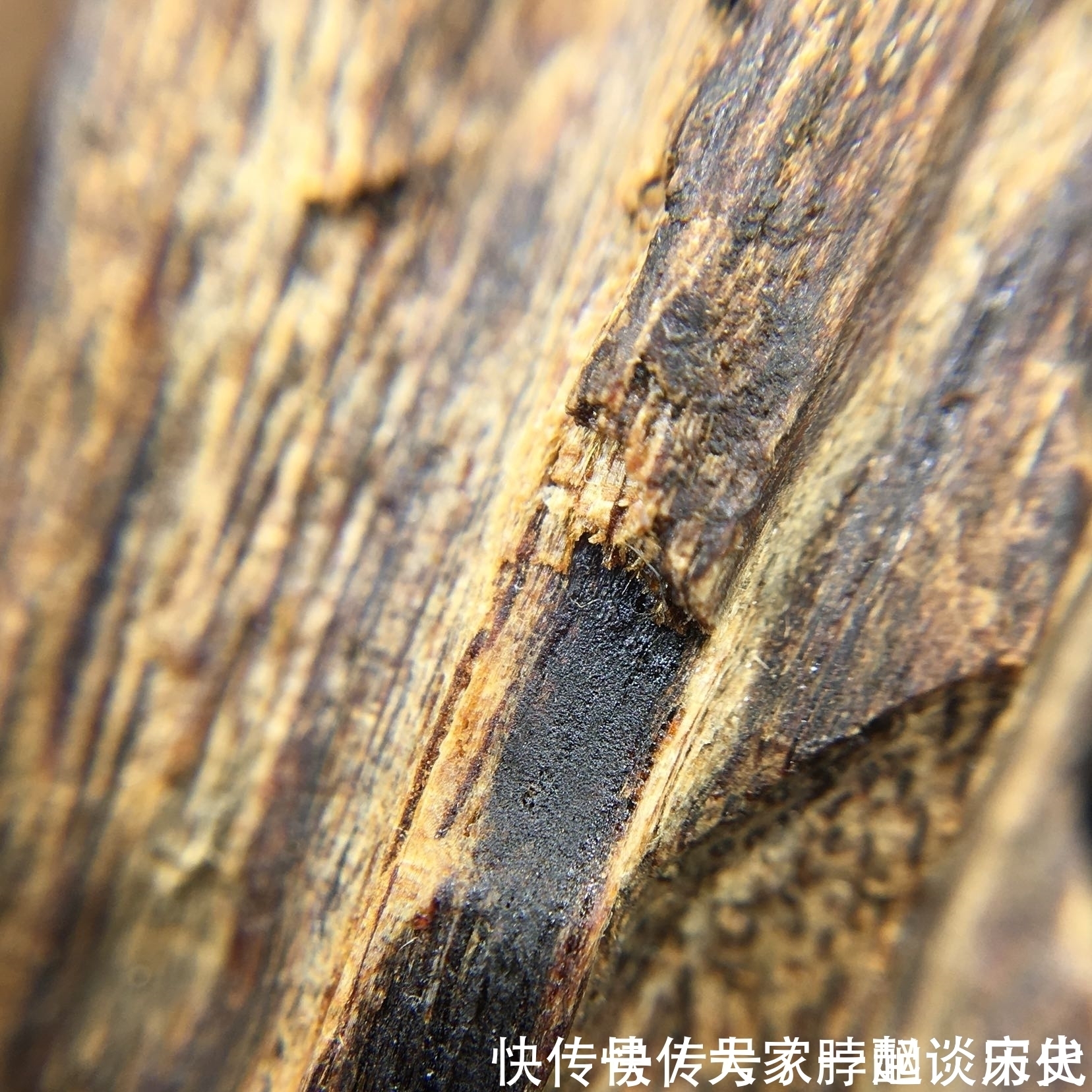 沉香|沉香中的上品奇楠,香味高雅尊贵,香醇之味悠然缥缈