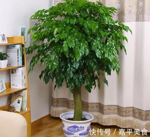 年底养花,推荐安排4种“好运花”,寓意一级棒