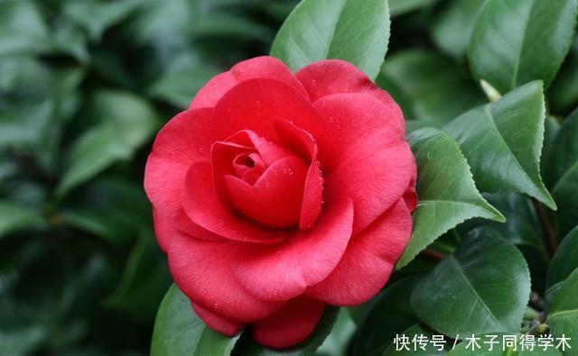 茶花开放的季节,几招茶花开得更硕大,更娇媚!来看看吧!