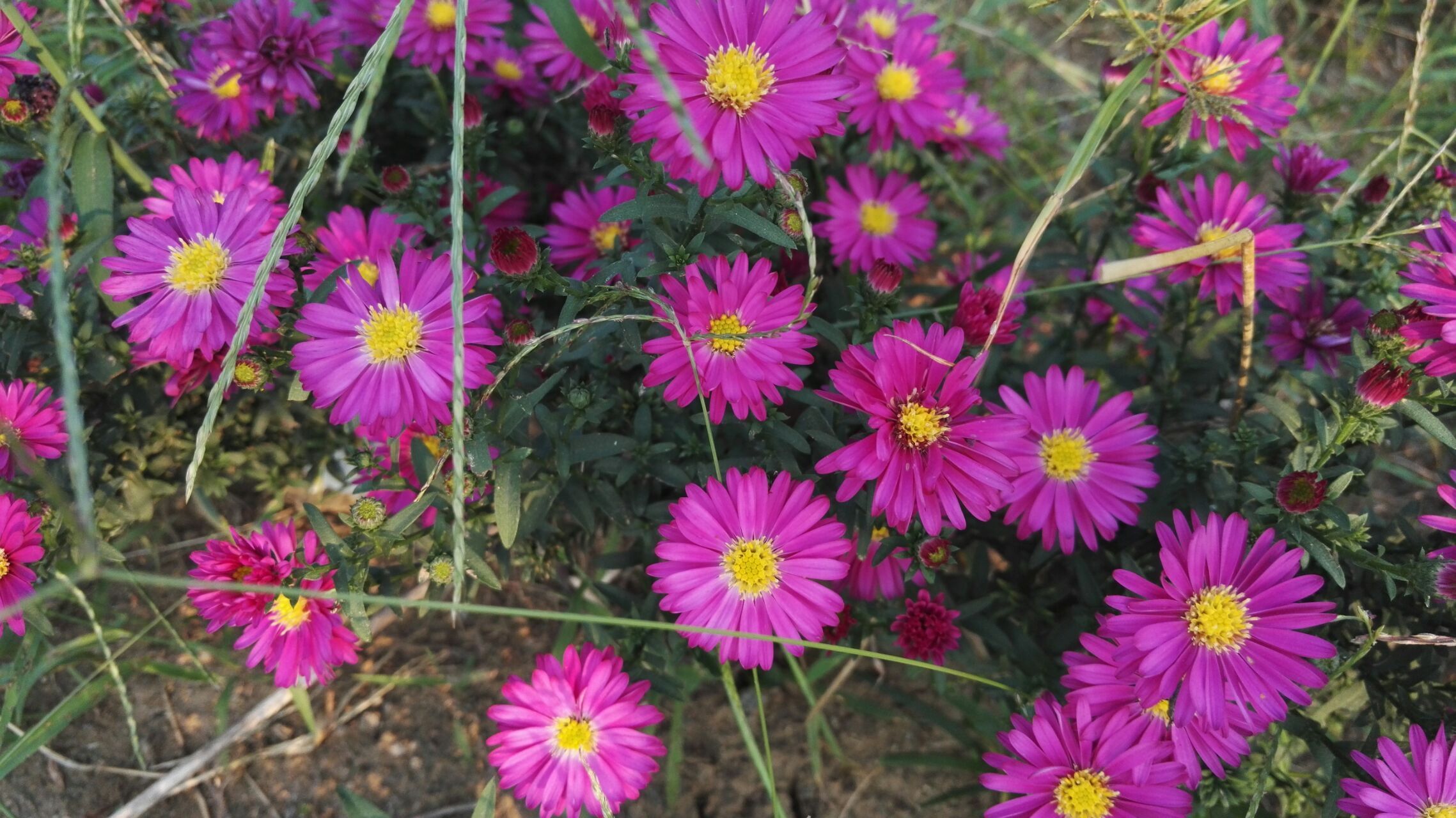 此花散发迷人的花香,有人称可以驱蚊赶虫,曾献给改革教会大司教