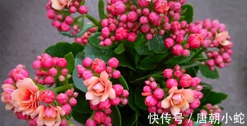 花花茎|天增岁月人添寿，福寿吉庆长寿花