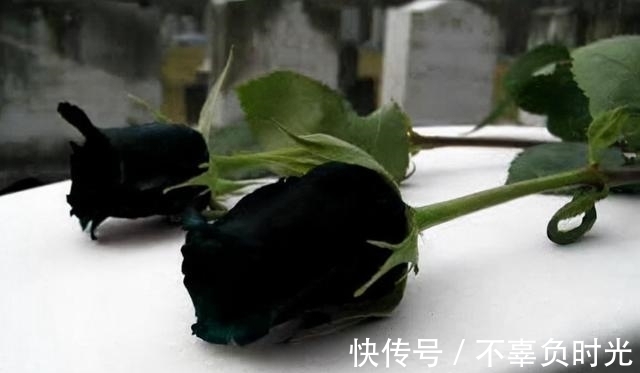 世界上最罕见的花——黑色玫瑰