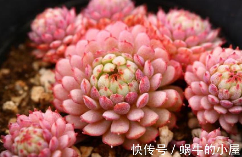 秋天好养活的6种多肉，丢角落里也能长得胖乎乎，颜色漂亮惹人爱