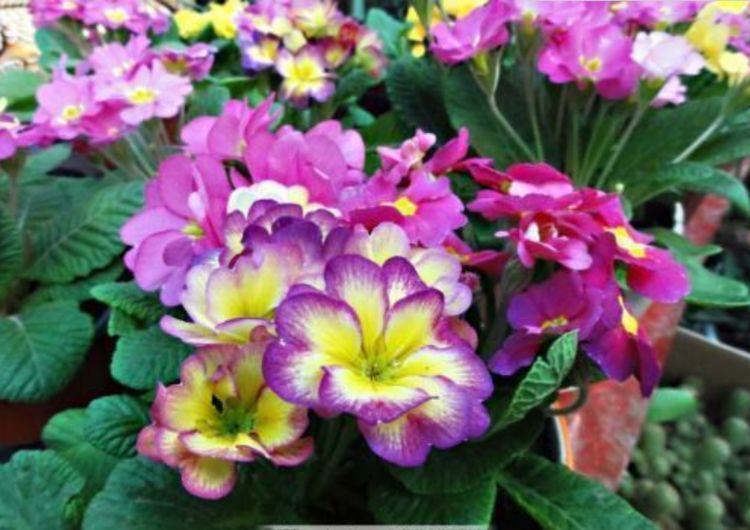 春天养花,不妨养这四款花,婀娜多姿、香飘怡人,寓意美好