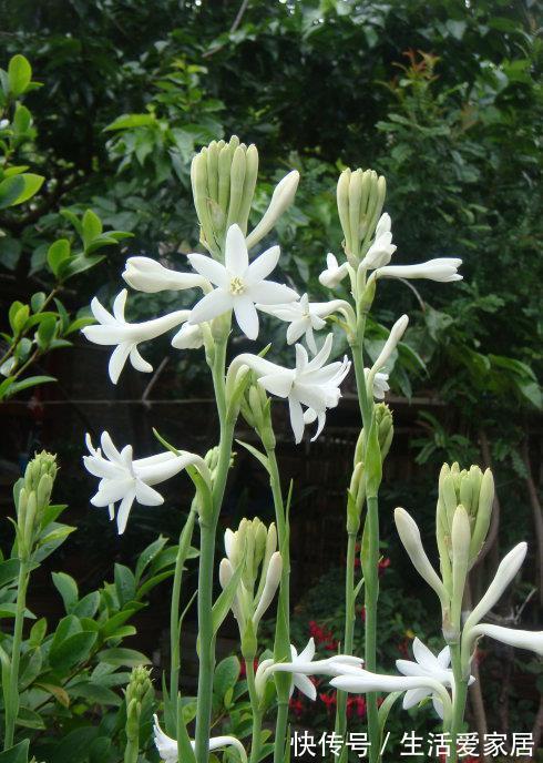 茶花|4种“漂亮花”，开花香气大，家里养一盆，再也不用喷香水