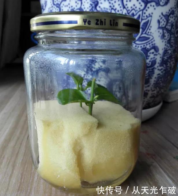 天气转凉了!用海绵扦插植物,遵循这4步,操作简单、零失误