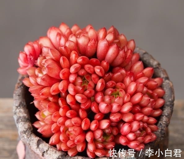 秋天养多肉红宝石，趁早做好3件事，叶片饱满红彤彤，真美