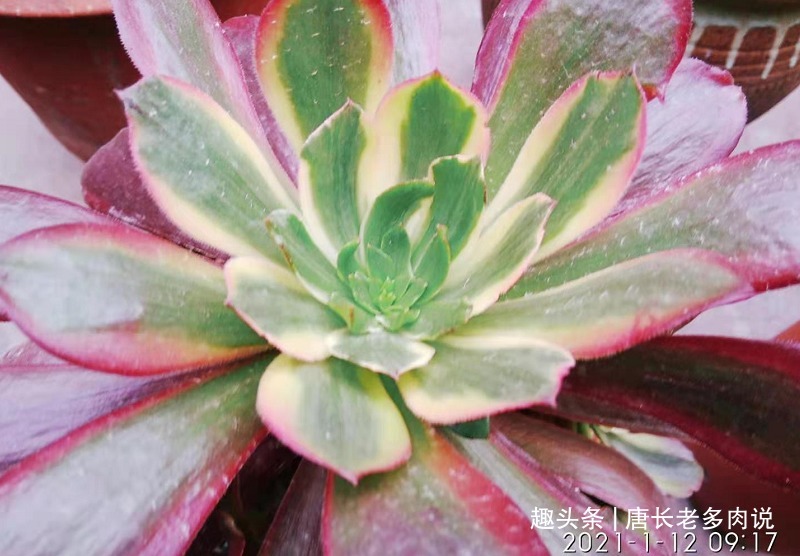 纤毛|多肉孔雀和赤霞飞长得像吗不，它们无论是颜色还是叶形都不雷同