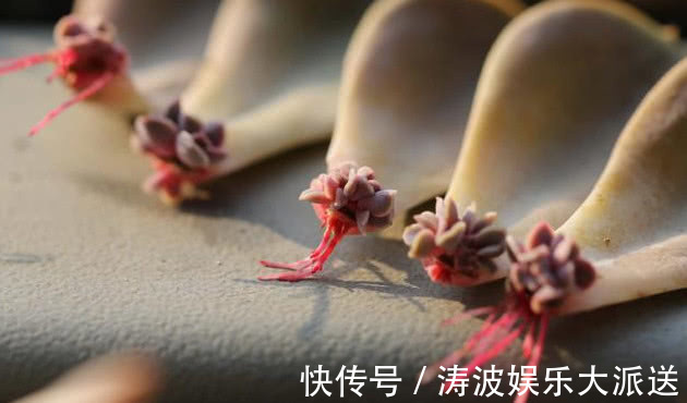 养花|多肉叶插不出芽掌握关键1点,生根出芽超快,轻松长满盆!