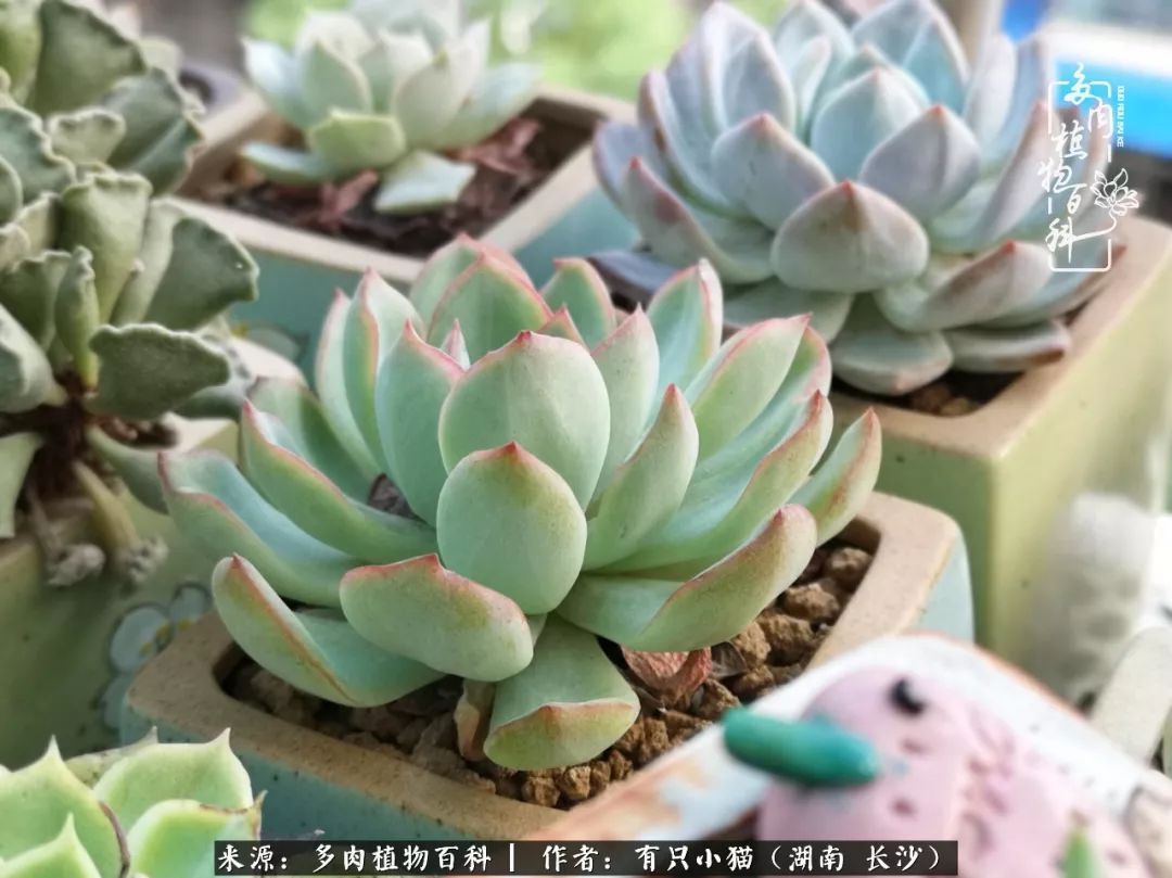 经历一个夏天的摧残,方知皮实好养的多肉才是真爱!