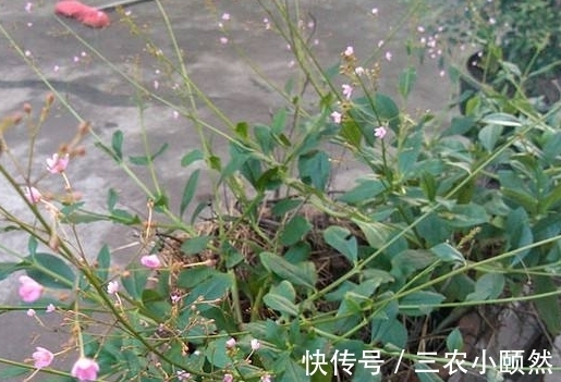 栌兰|农村被称为“土人参”的野草,曾当野菜来食用,殊不知还能入药