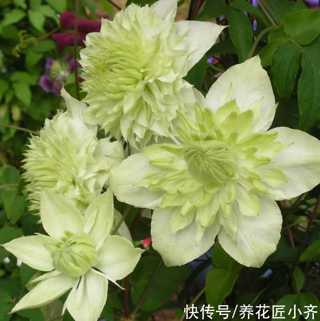 想不想铁线莲春天开爆花？学会这3点，轻轻松松开爆盆