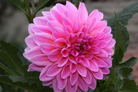 4种花养在家里,变成开花机器,四季繁花似锦,寓意也是超好的