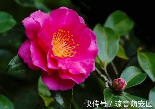 聪明人都养4种花,花大服盆快,沾点水就疯长,开花勤还爱爆盆