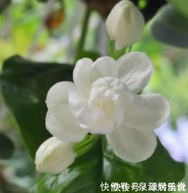 发黄|不会养茉莉花，就按4步走，叶片不发黄，花苞爆满盆