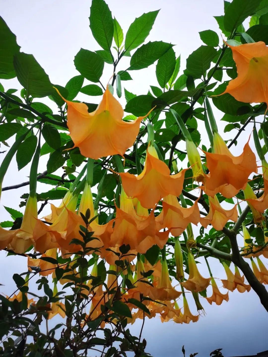 香味|卧室不能养的花,对身体有大危害,一盆也不行