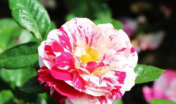 喜欢菊花,不如养盆“珍稀名菊”紫菊,好养易活,能开150天