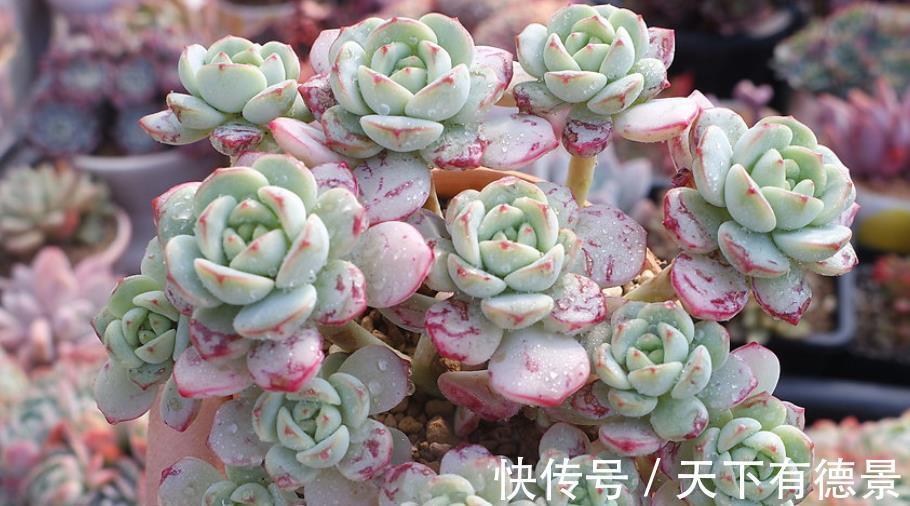 植株|此款多肉好养又好看,叶子肥厚果冻色,长出红尖惹人爱,值得拥有