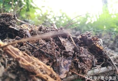 害虫|用什么可以去掉腐叶土里的虫?兰友:1块钱就解决