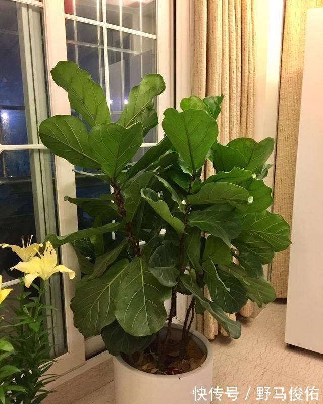 客厅养花,就养“大树”,2年长成“绿巨人”,优雅漂亮,品位佳