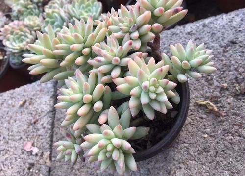 这些年“懒养”多肉的人都后悔了吧，毕竟满足这些植株才长得美