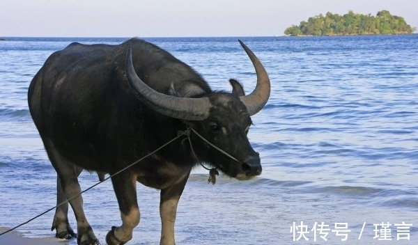 生肖羊|10月开始，生肖牛、生肖羊、生肖龙贵人相助，成功在即，平步青云