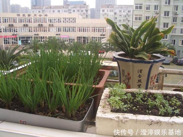 阳台还在晒衣服,拿来种菜可以吃上一整年,可香了!