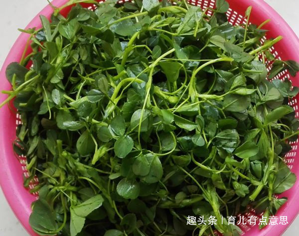皱纹|藏在路边“补血菜”,比荠菜好吃,补铁淡斑,皱纹不见,肌肤白净