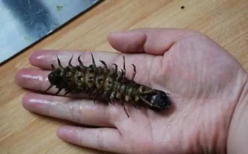 沙塘鳢|农村里才有的野味，有钱不一定能吃到，吃过的允许我叫你一声大哥