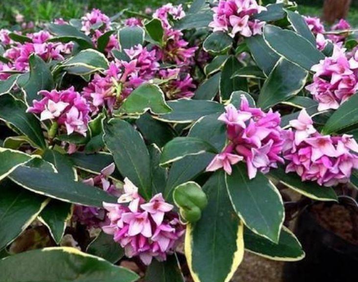 家里养此款花卉，便宜又好养，满屋飘香，庭院养，十里飘香