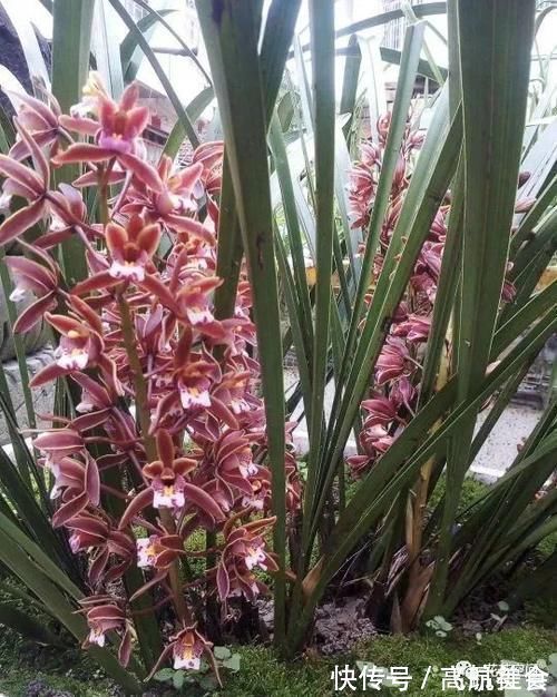 盆栽养花，花也养人，家里有老人小孩，多养这三种花！