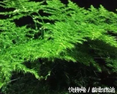 不管有钱没钱，家里养这十种植物，招财镇宅又养人