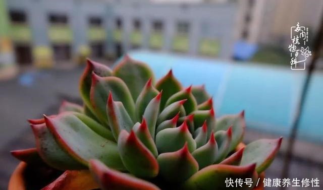 冬季,属于多肉的季节!养多肉的你喜欢冬天吗!
