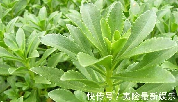 保健|农村这种药食两用的野草,常吃能降三高,对人体心脏有保健作用