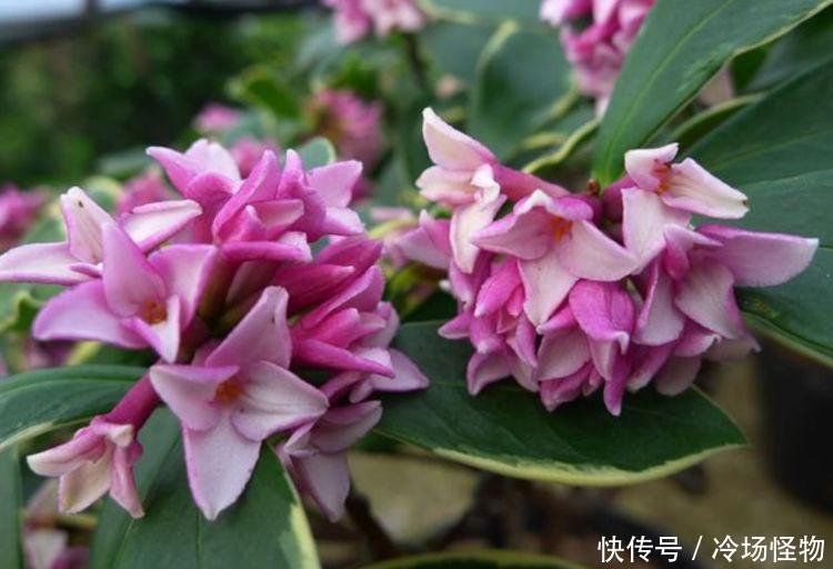 4种花不仅名字好听,花也超美,好养易活,轻松爆成花海