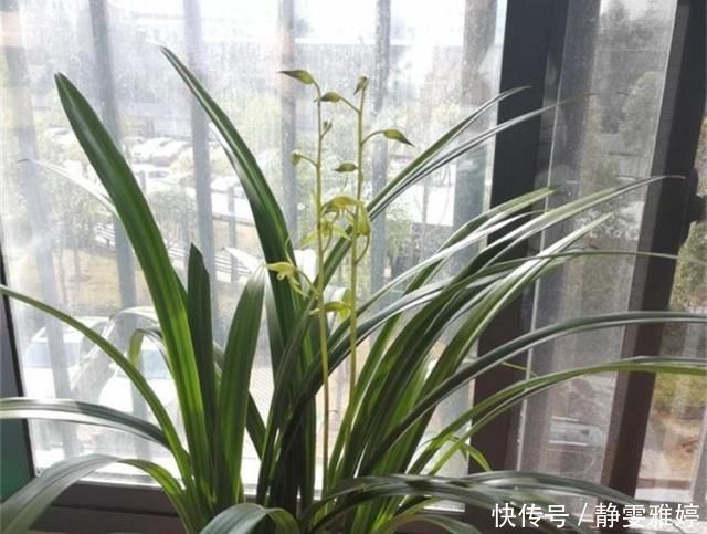 黄豆|兰花爱吃这2种“粉”,什么黄豆水、过期药都不如它,效果出奇好