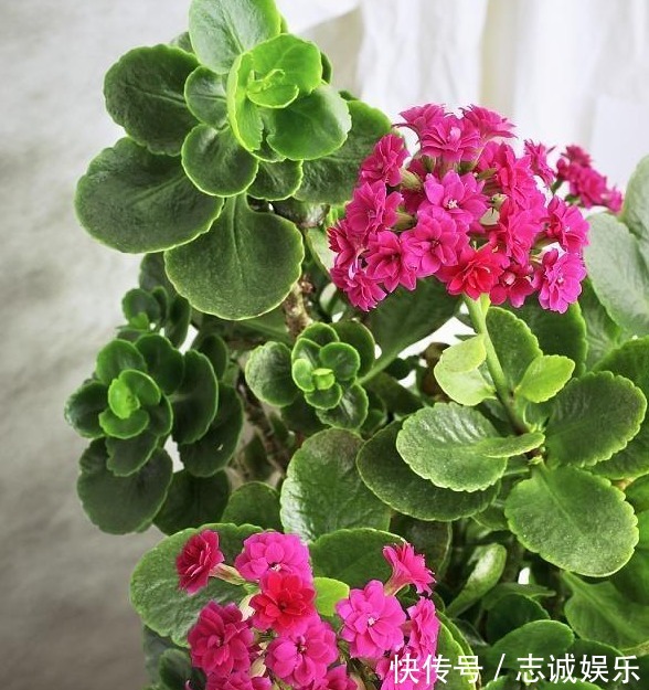 长势|刘大爷9年长寿花养护经验,总结“3妙招”,轻松一盆变多盆